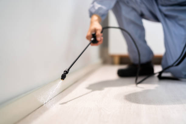 Licensed Wasp Removal service in Normal, IL - Show Me Pest Control